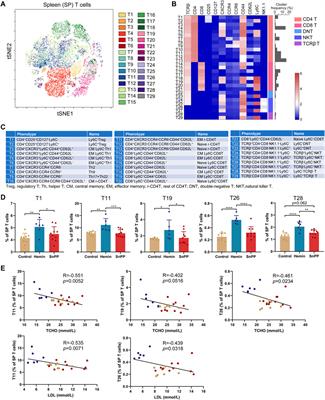 Induction of Heme Oxygenase-1 Modifies the Systemic Immunity and Reduces Atherosclerotic Lesion Development in ApoE Deficient Mice